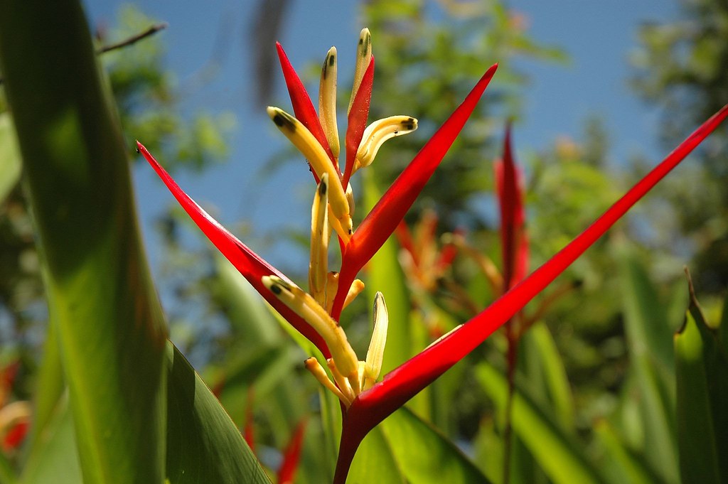 Red and Yellow Flower of St. Kitts St. Kitts, West Indies Flickr