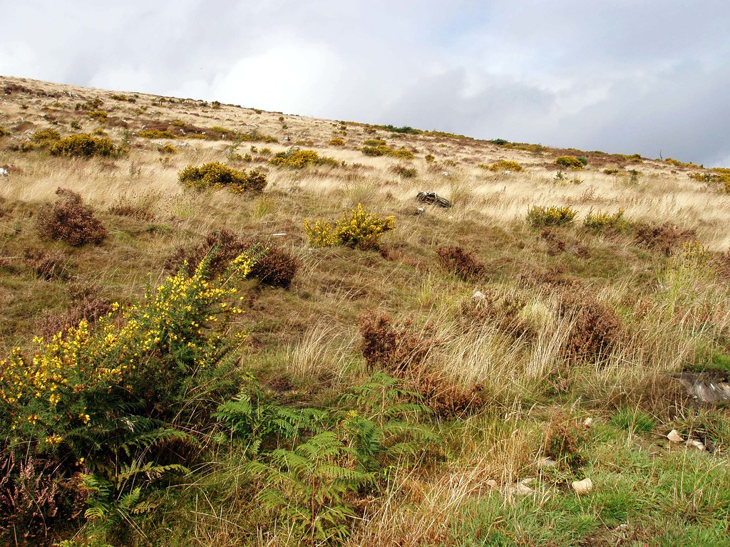 Restored upland heath Upland heath under restoration on a … Flickr