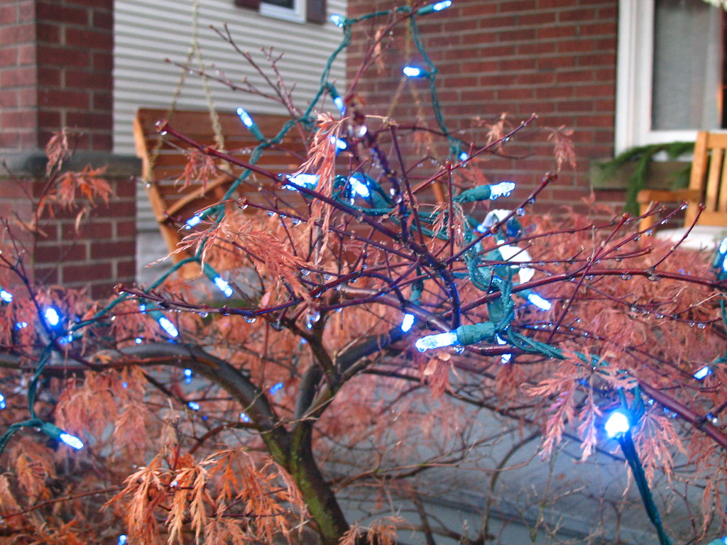 This year's Christmas lights taken on epiphany Amie Gillingham Flickr