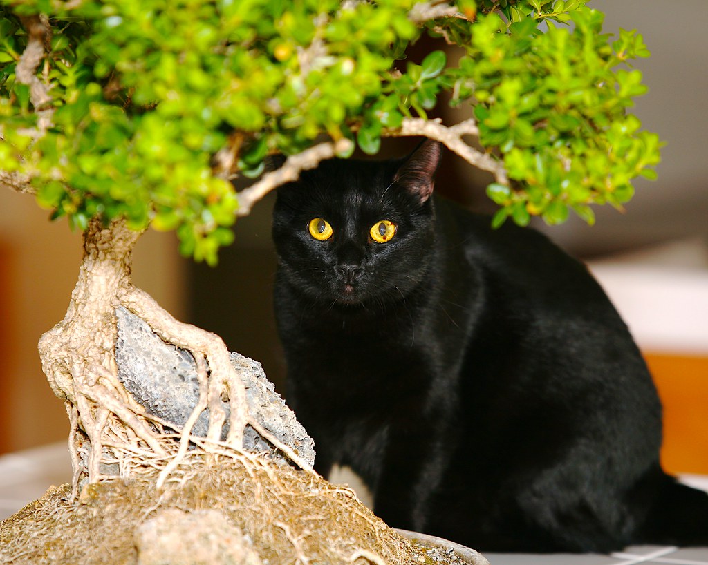 Bonsai Cat hahahaa... grabbed a quick shot of my cat "Jet"… Flickr