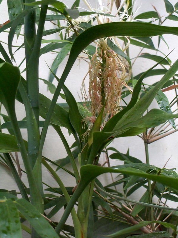 How To Make Lucky Bamboo Grow Faster Insider Secrets For Fast Growth SARPO