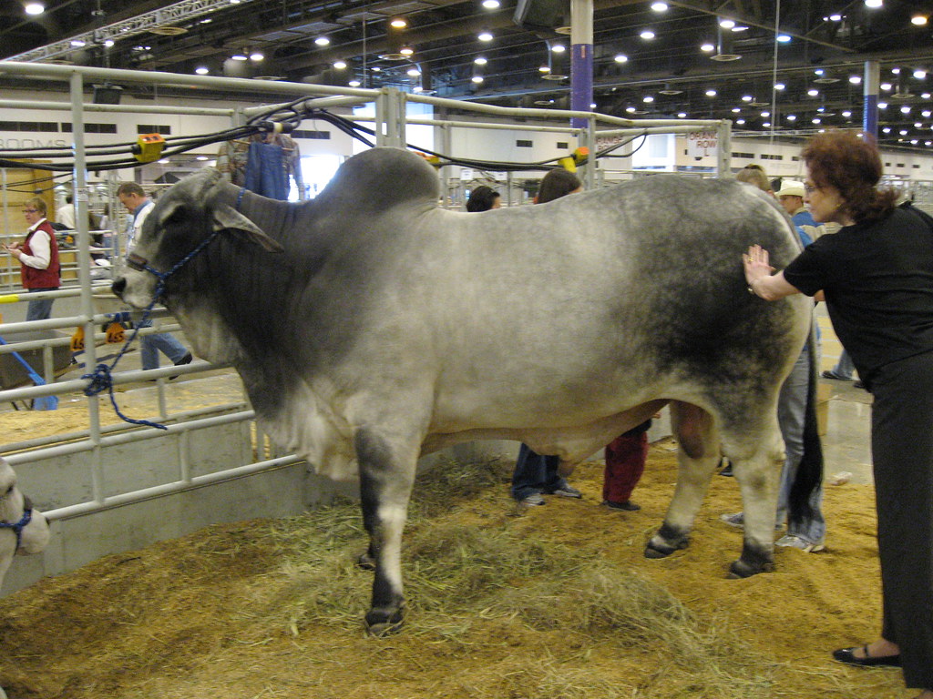 20070303 Houston Livestock Show 005 Brahman Cattle at the … Flickr