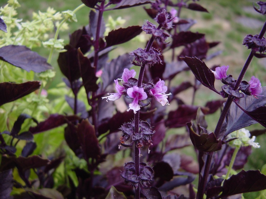 Basil 'Purple Delight' in flower I never know what to do w… Flickr