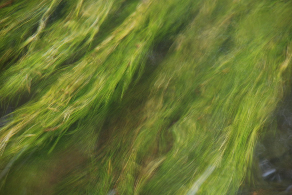 Huron River Current These aquatic plants were making inter… Flickr