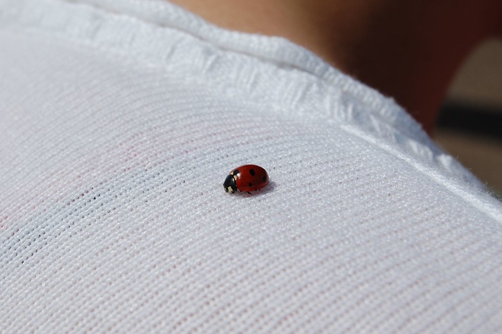 killer ladybug some day's ago the sunday sport (daily boob… Flickr