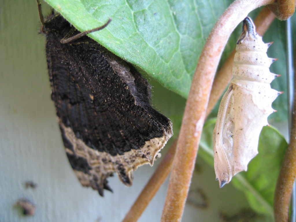 mr. caterpillar turns into butterfly! jennirose125 Flickr