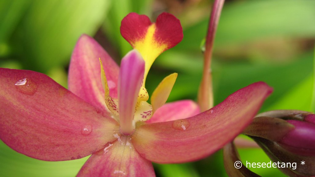 I deliberately took this common orchid upside down the … Flickr