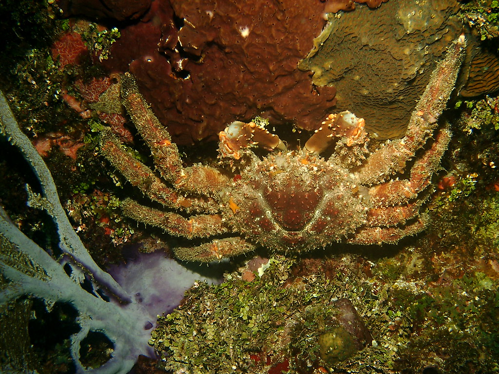 Upside Down Crab James Donavon Flickr