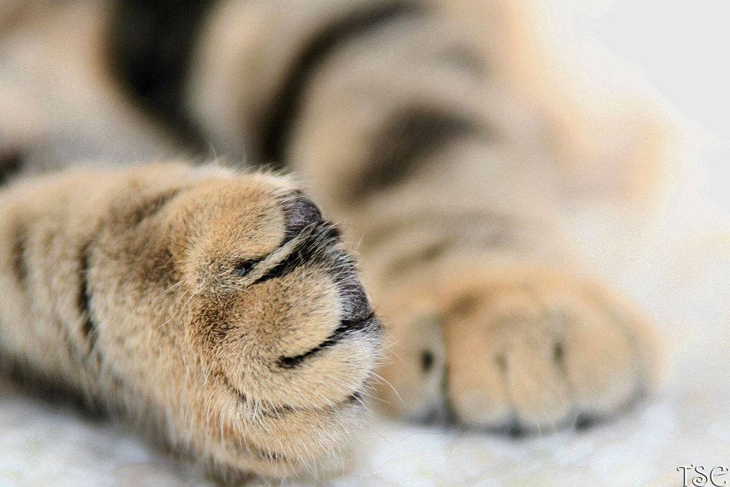 The paw Couldnt resist! Bree has some of the biggest paws … Flickr