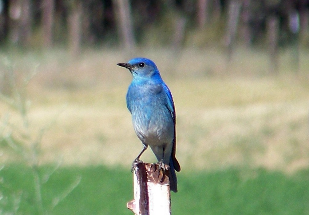 Mountain blue bird July, 2007, Western Montana Montucky Flickr