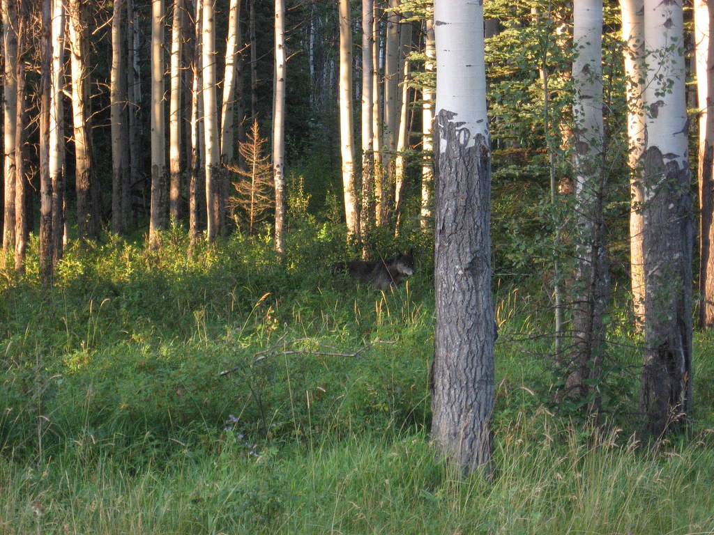 Black Wolf Bow Valley Parkway Jane Coleman Flickr