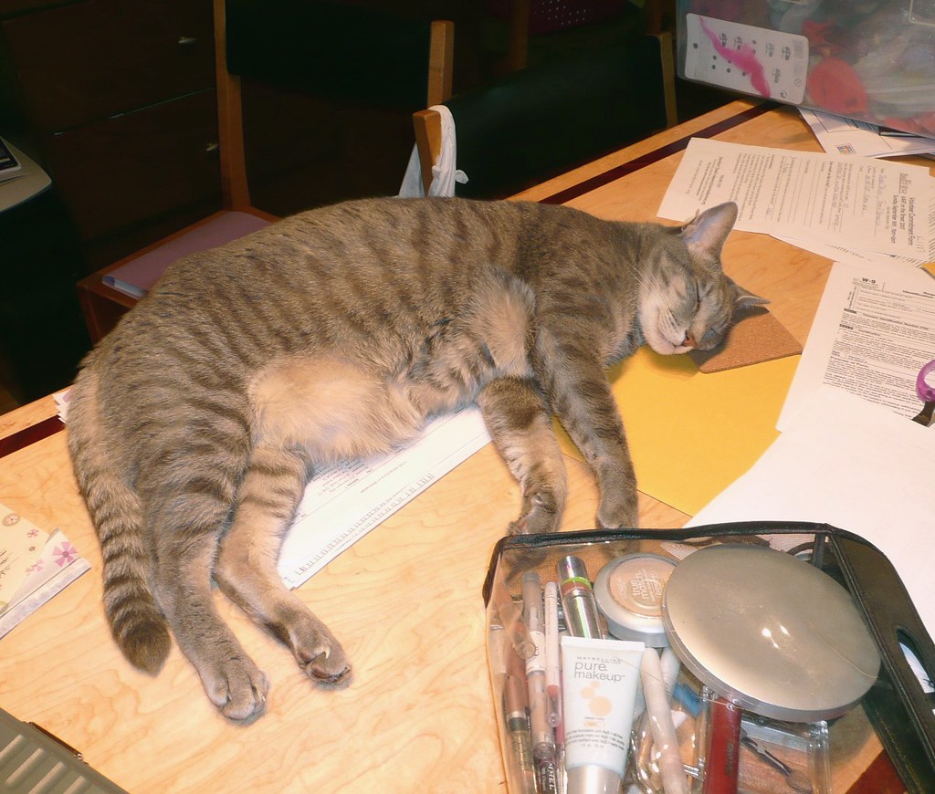 "dead" cat on table He is passed out on the table! Sarah Brueck