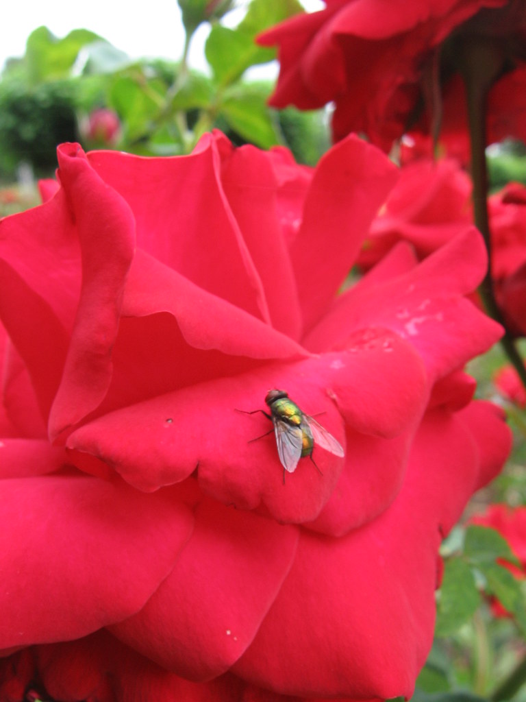 rosefly Fly on a rose, Peninsula Park rose garden, Portlan… Flickr