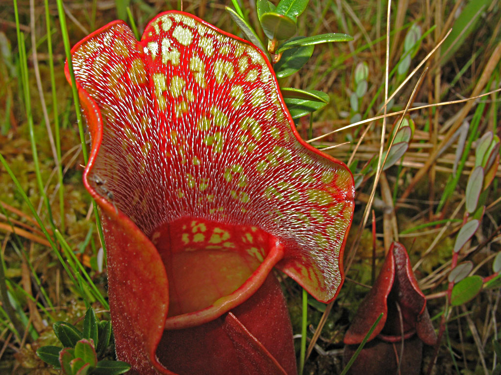 Pitcher Plant a photo on Flickriver