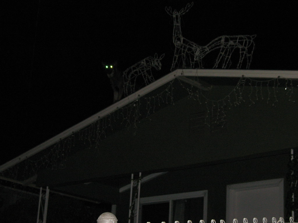 Dog on the Roof 2 Jason Brown Flickr