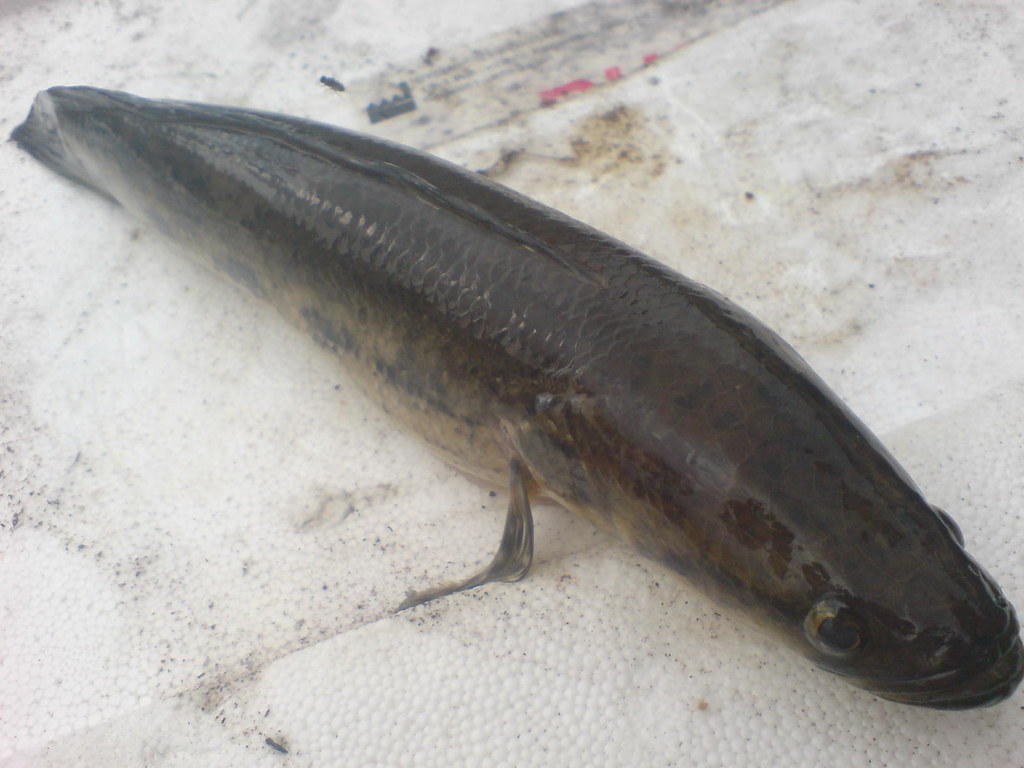 Ikan Bujuk in English