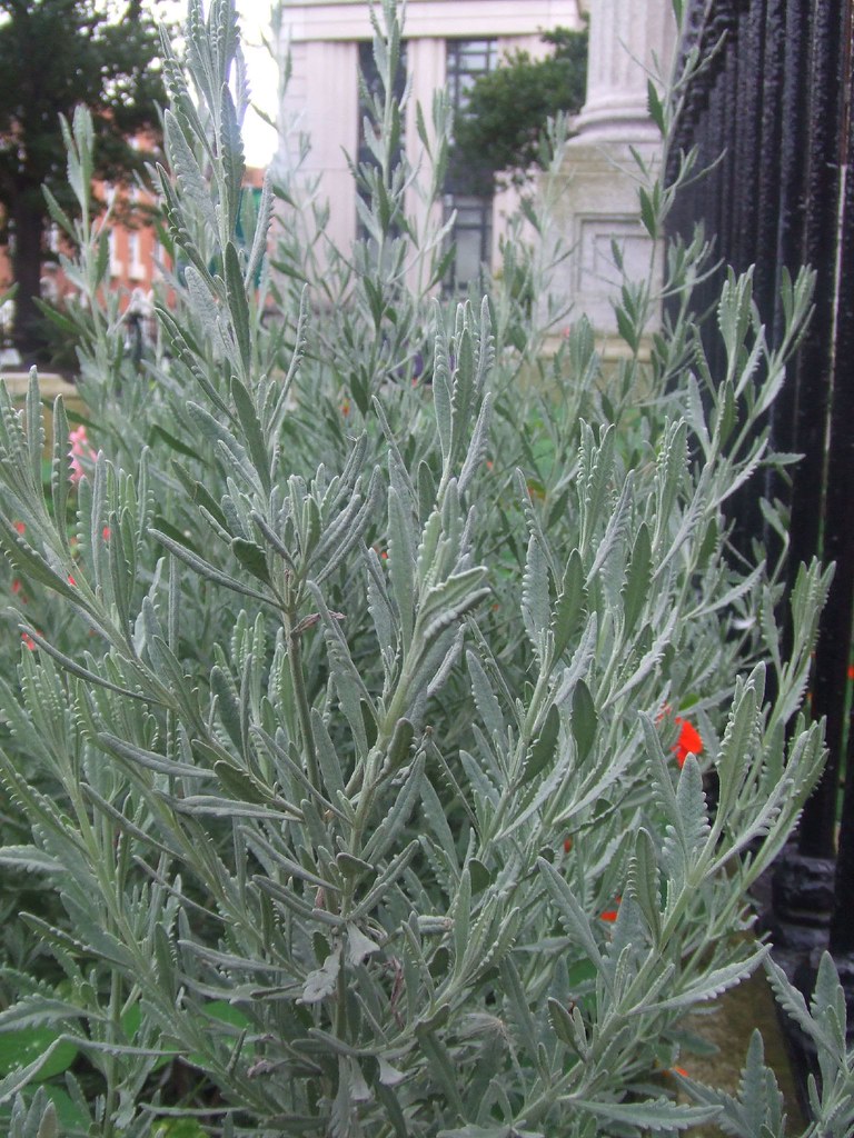 Lavender plant Lavender in Dublin city centre Don Orlione Flickr