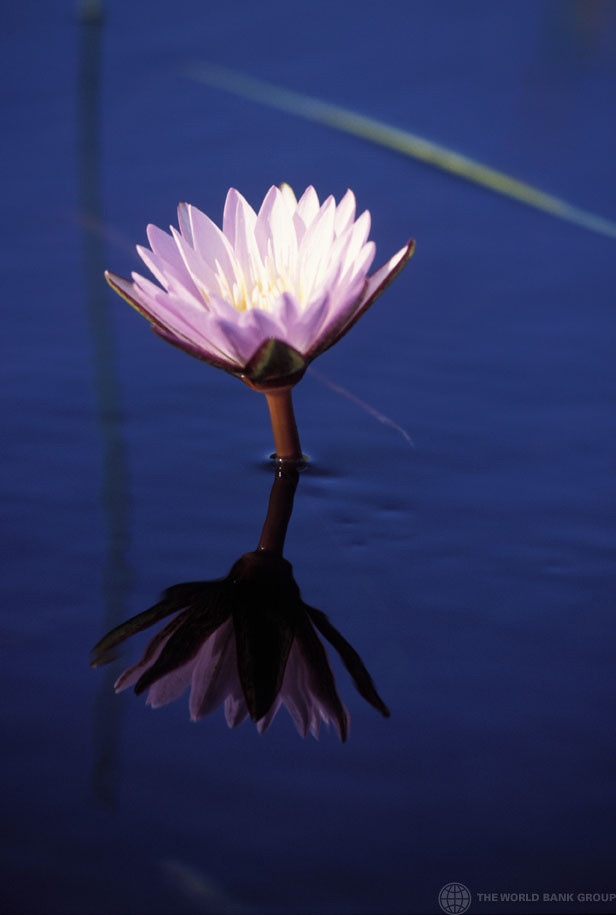 Flower in water Flower in water. Botswana. Photo Curt Car… Flickr