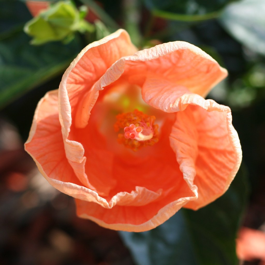 Opening Hybiscus Hybiscus flower opening for the day's dis… Flickr