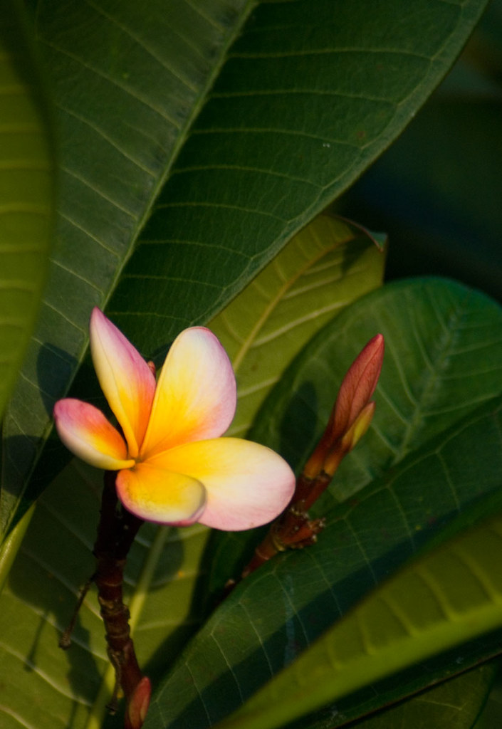 Frangipani Flower My frangipani tree looks beautiful at su… Graham