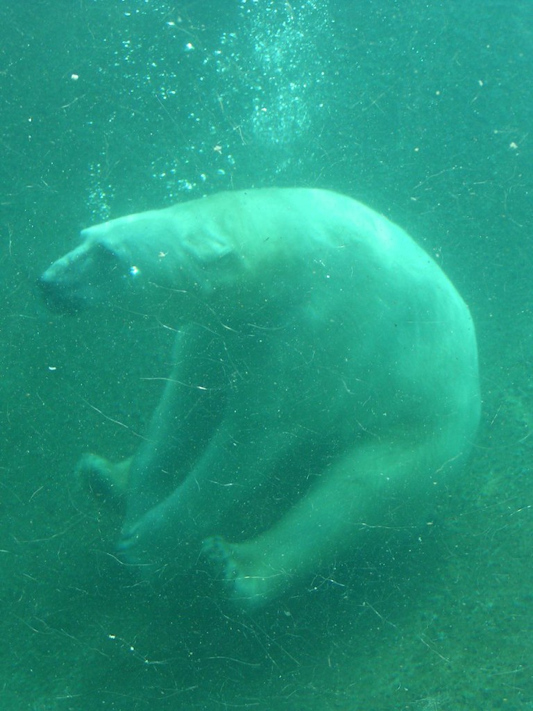 Polar bear, Point Defiance Zoo, WA, 04/18/04 Flickr