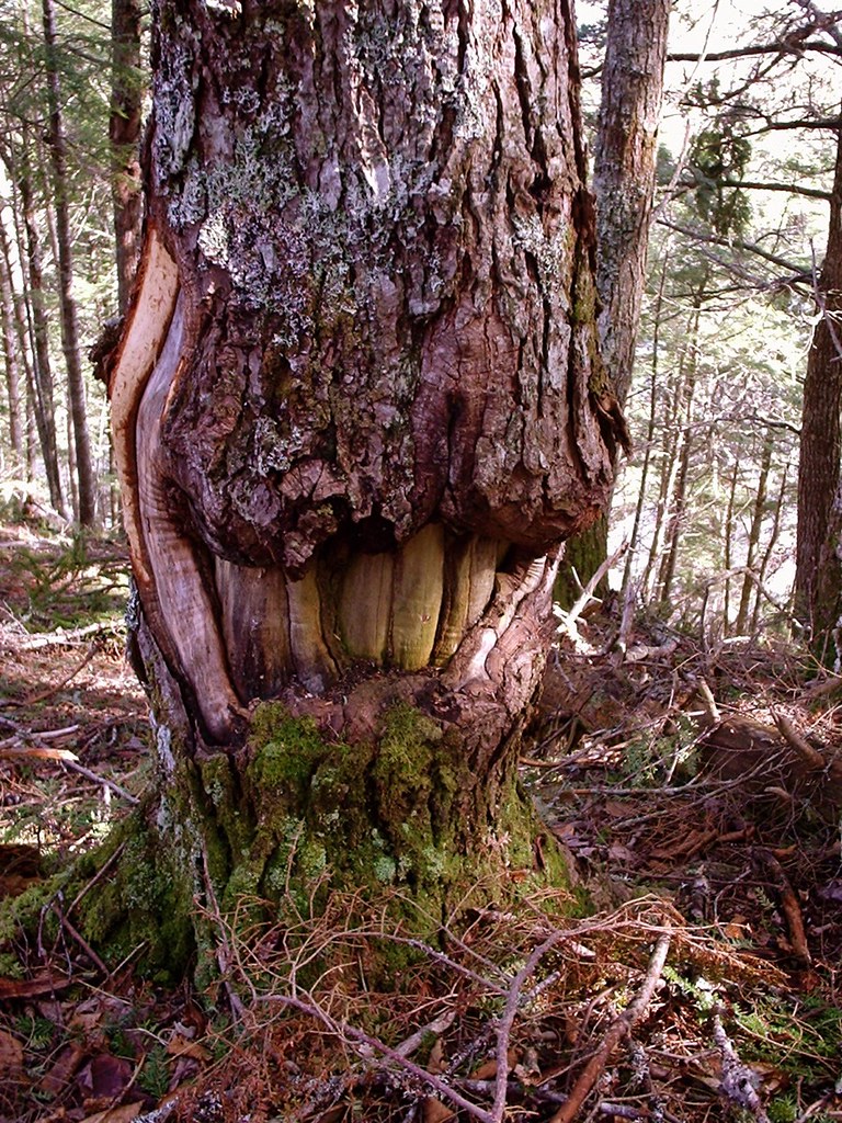 Smiling Hemlock. Brierly Brook, NS Some strange damage i f… Flickr