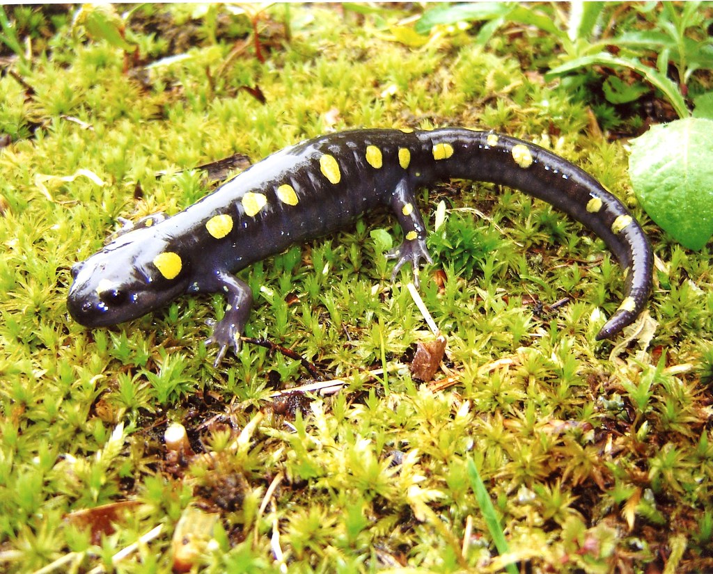 Salamander Spotted salamander, Lakefield, Quebec Bill Flickr