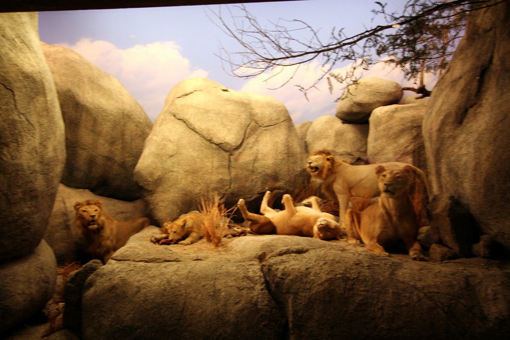 Natural History Museum African Lion Display Part of the af… Flickr