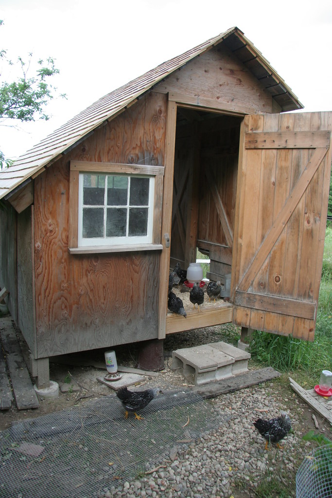 the new chicken house a highsecurity chicken fortress for… Flickr