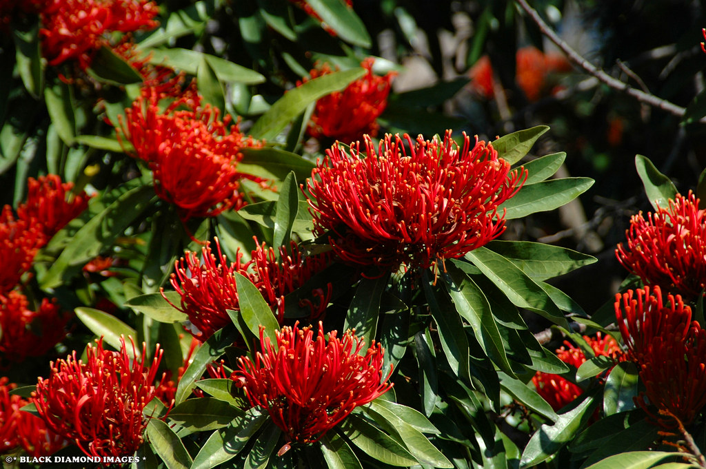 Alloxylon flammeum Tree Waratah Copyright All Rights R… Flickr