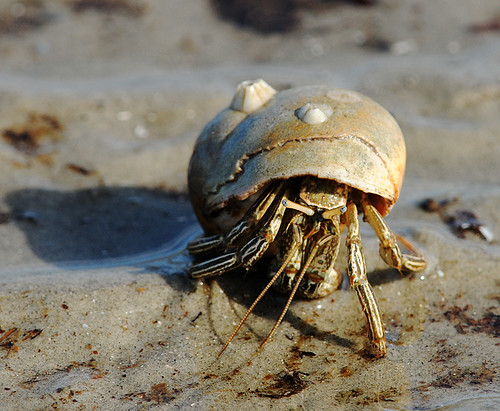 Saltwater Hermit Crab Sandy Kroeger Flickr