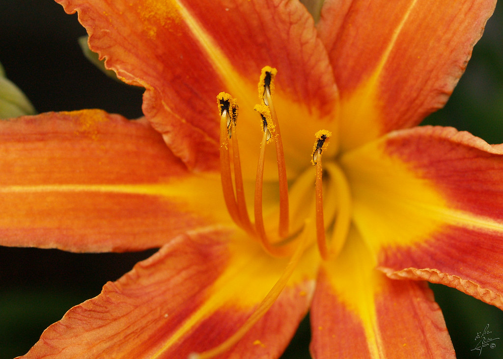 Flower Eric Bégin Flickr