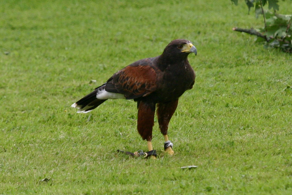 Harris Hawk being lazy www.hawkeyefalconry.co.uk/ Flickr