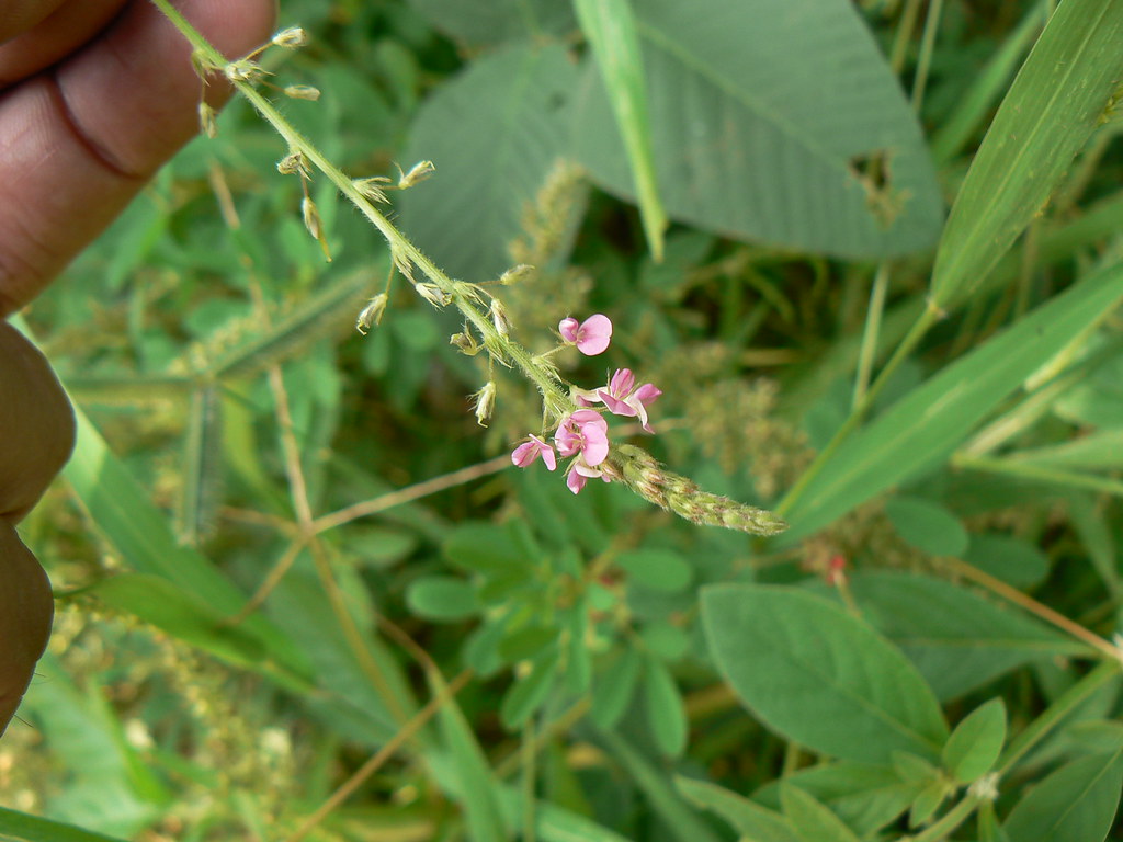 Chikta (Marathi चिकटा) Fabaceae (pea, or legume family) »… Flickr