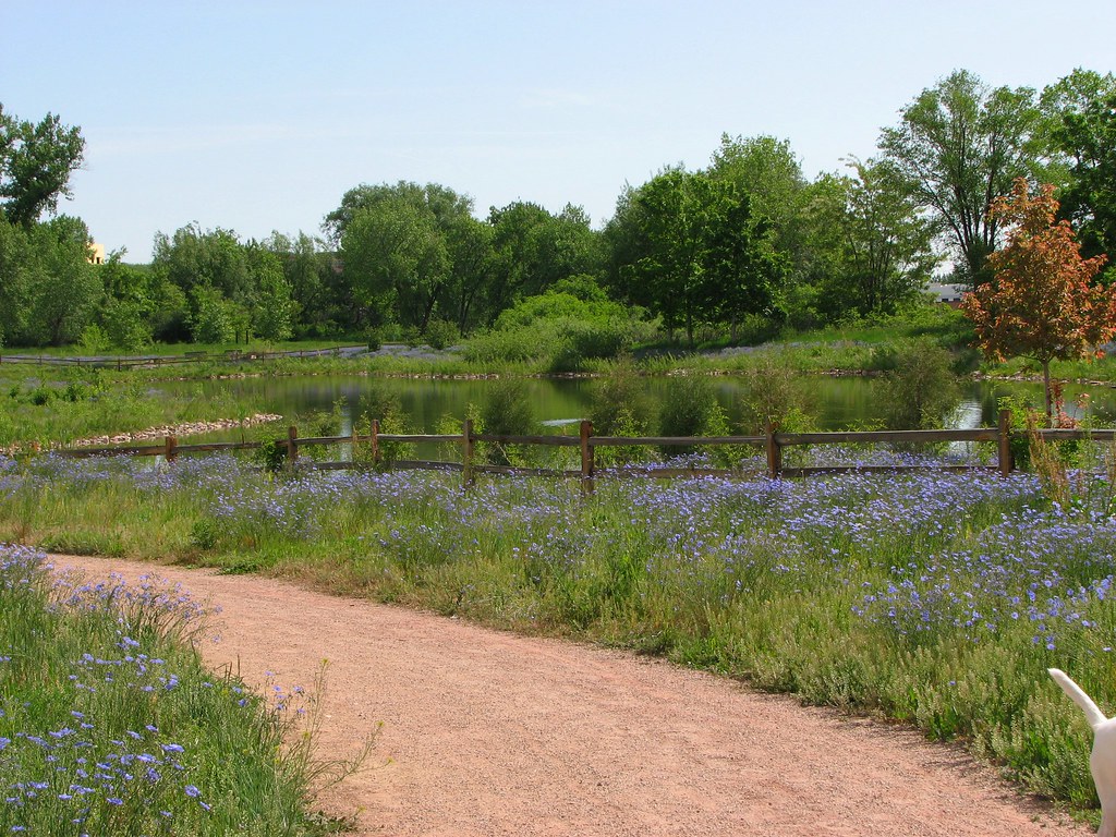 Flax Fields Flax fields and lake, Valmont Park, Boulder CAJC in