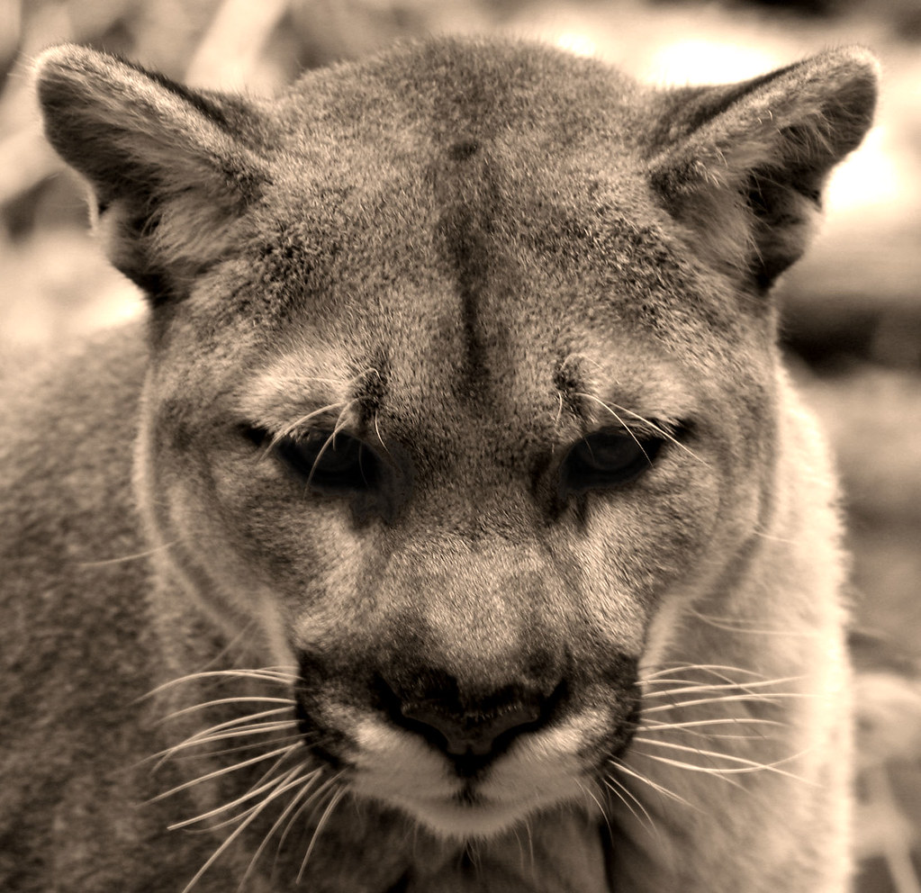Alert Mountain Lion Mountain lion checking out a noise. Vermont Ed 802 Flickr