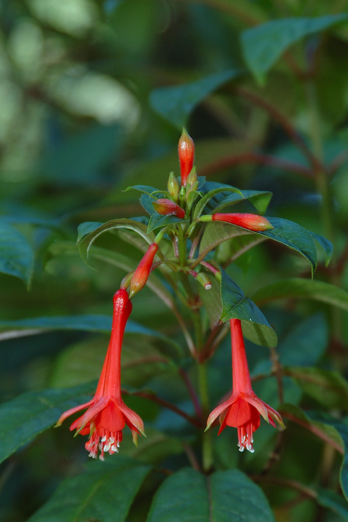 Fuchsia Fuchsia Dell, Golden Gate Park, San Francisco Eric Hunt