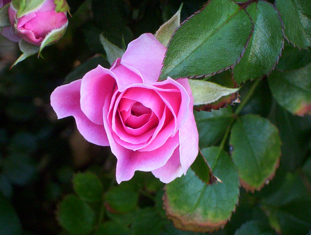 Pink Rose Closeup of the lovely roses in the street flowe… Flickr