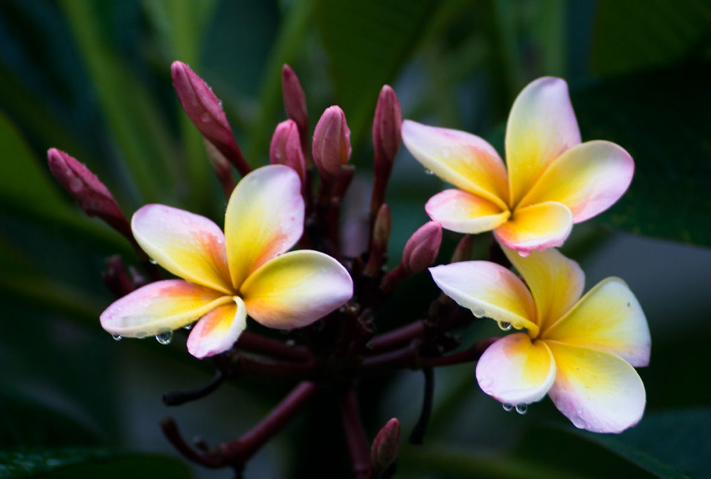 Frangipani Flowers My yard is a haven in these turbulent d… Flickr