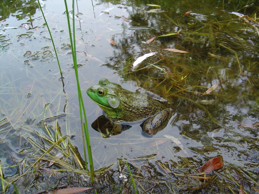 Meditating frog Providence Zen Center Cumberland, RI Lorianne