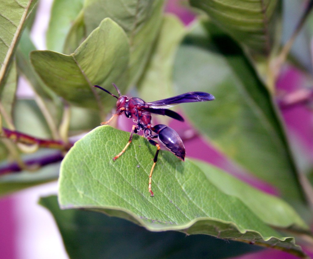 Wasp Macro My Magnolia tree out front is always full of wa… Flickr