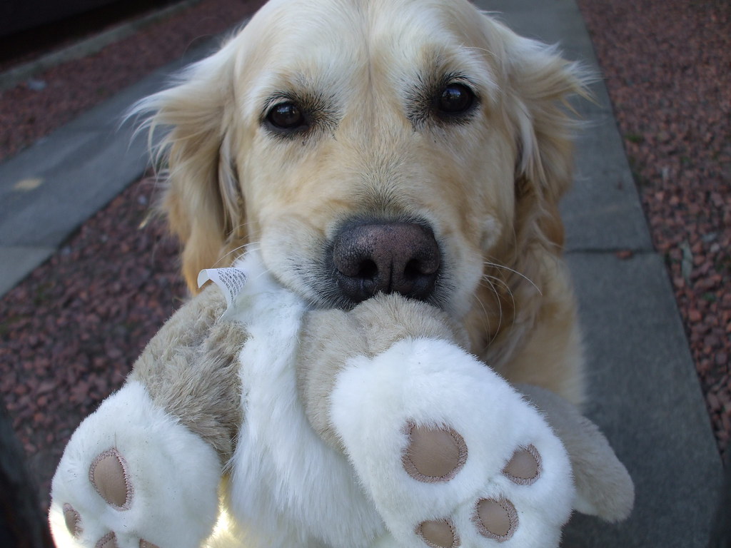 dog playing with toy a dog along the street wanted me to t… liam