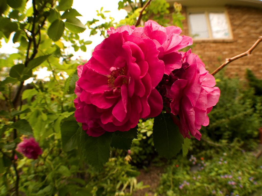Three Rose Cluster We have a rose bush which grows many th… Flickr