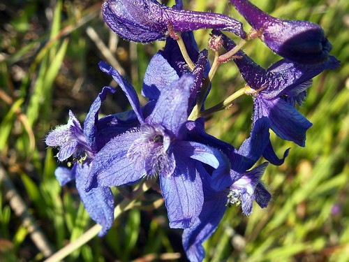 Larkspurs Delphinium depauperatum family Ranunculaceae Ph… Flickr