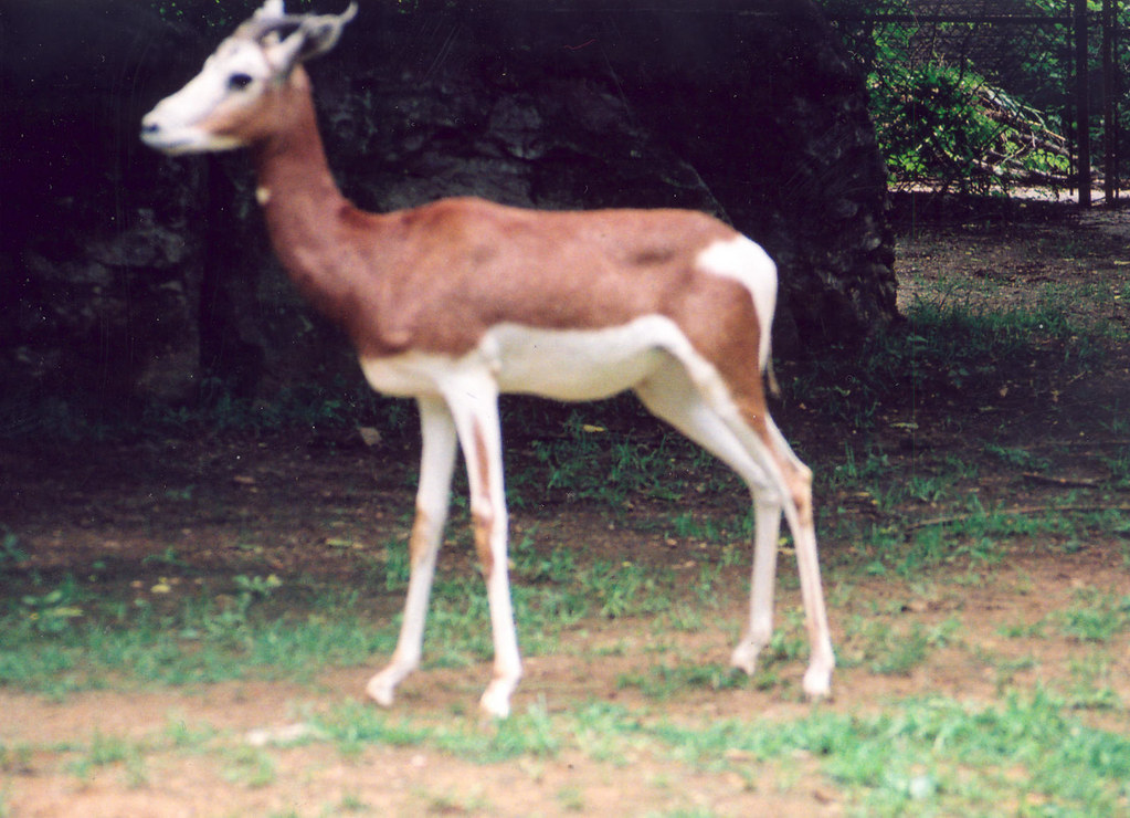 Gazella dama mhorr Louisville zoo 62506 Mhorr gazelle Leon Kay