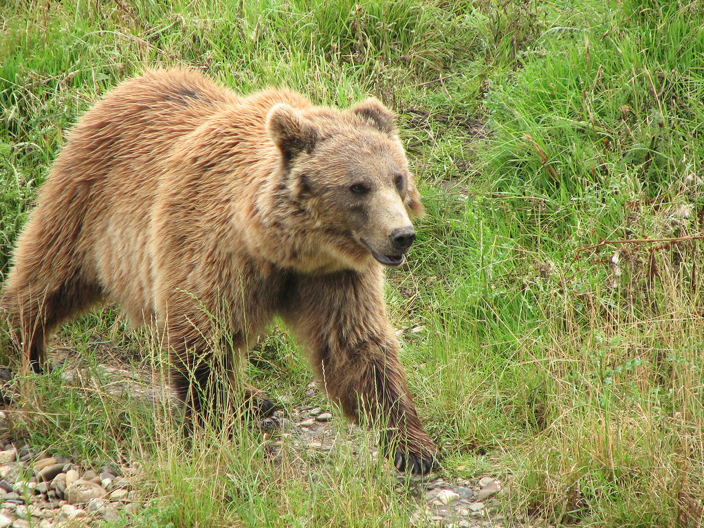 Kodiakbär, Kodiak bear Markus Schroeder Flickr