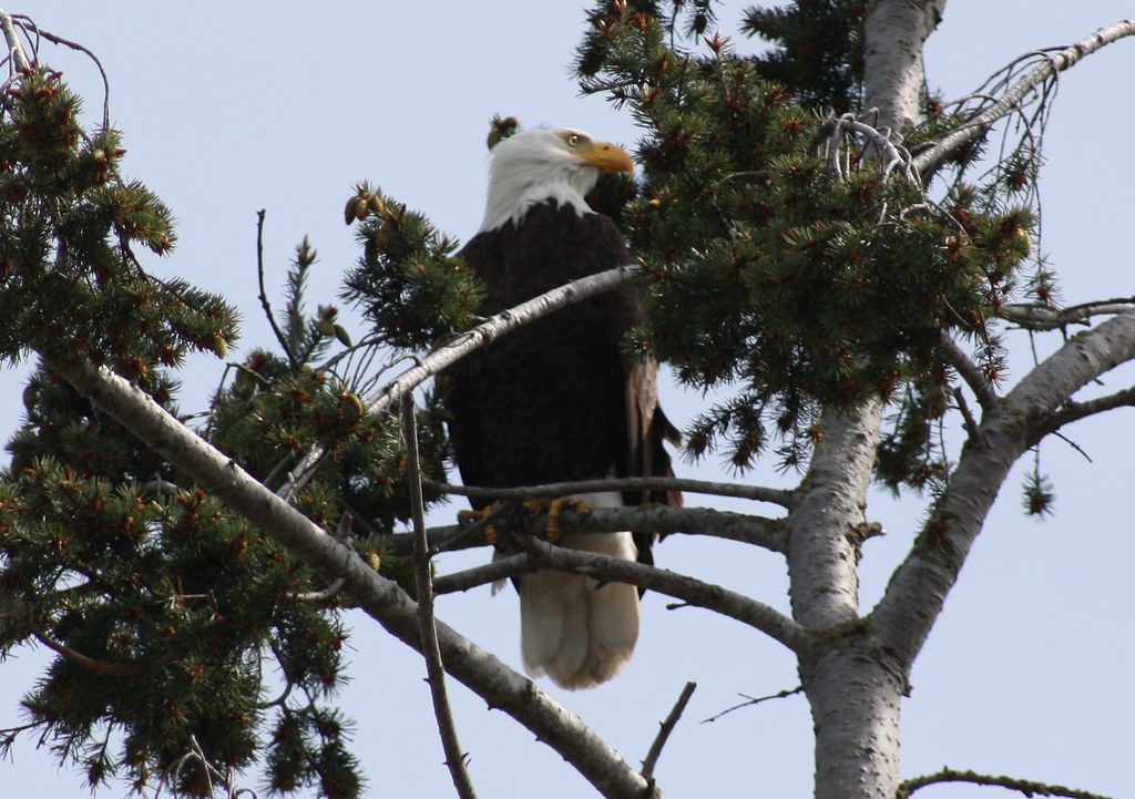 Bald Eagles in the Neighborhood Looks like several bald ea… Flickr