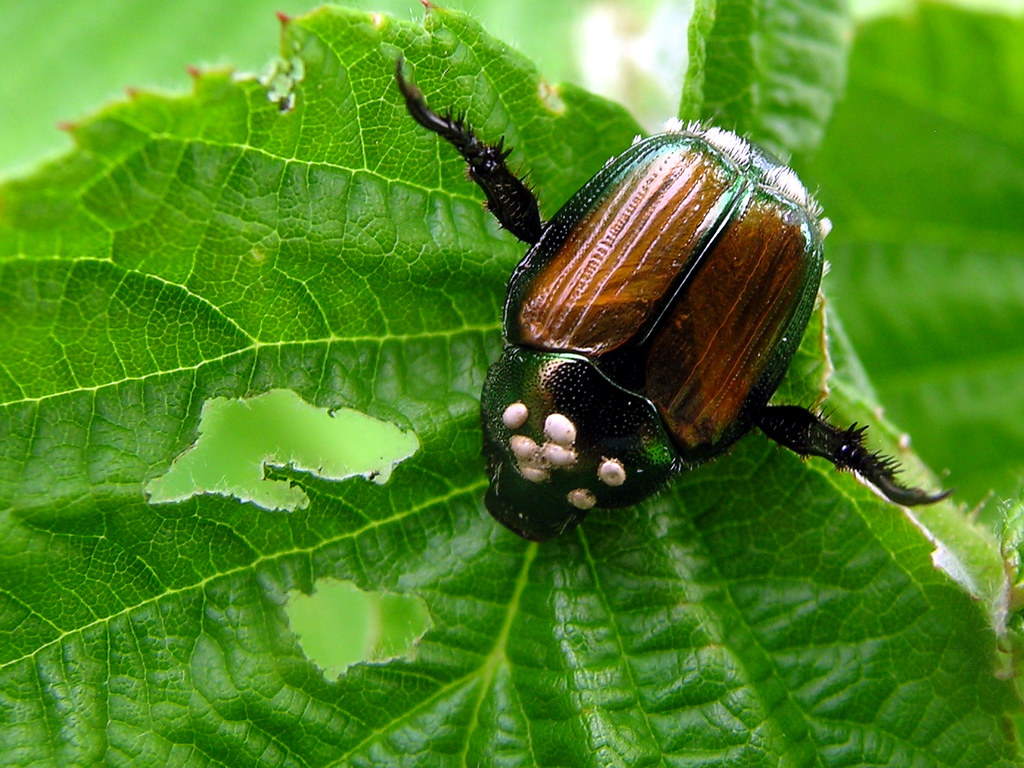 Winsome Fly eggs on Japanese Beetle Family Tachinidae. Su… Flickr