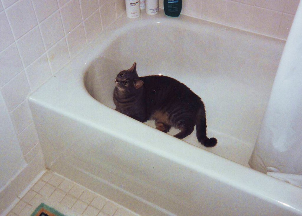 Dkitty Laying in the Bathtub Dkitty (19912005) liked to… Flickr