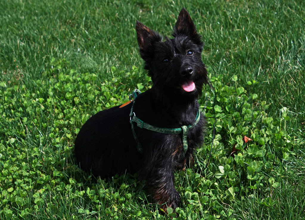 Scottish Terrier Mix Breeds 21 of the Most Adorable (w/ Pics)